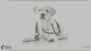 Prevention Strategies for Canine Hemangiosarcoma [upl. by Chastity199]