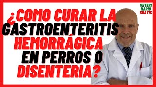 🟢 ¿Como Curar la Gastroenteritis Hemorrágica o Disentería en Perros 🟢 Tratamiento ¿Es Contagiosa [upl. by Can]