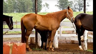 Coudelaria de Rincão de São BorjaRS de onde saem os novos cavalos do Exército Brasileiro [upl. by Hailey]