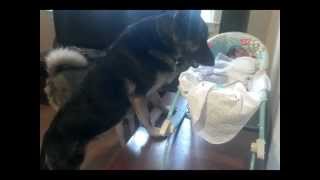 German Shepherd Protecting Newborn Baby [upl. by Snehpets]