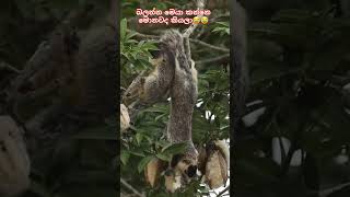 Giantsquirrel 😍😍wildsrilanka animals srilankanwildlife youtubeshort 2024 tiktok wildlife [upl. by Krutz104]