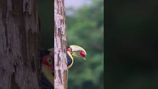 O grande dispersor de sementes  birds passaros wildlife passarosnanatureza nature aves [upl. by Adaj266]