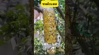 Insect trap made from a plastic bottle เกษตร agriculture satisfying shorts [upl. by Virge673]