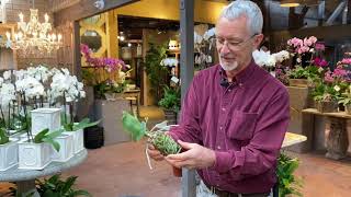 How to Repot Your Phalaenopsis Orchids with Steve Hampson [upl. by Norm]