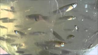 The mosquitofish against mosquitoes Gambusia affinis [upl. by Lipcombe]