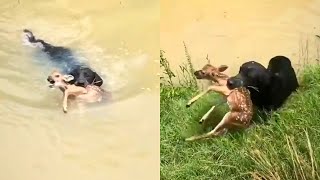 Pet Dog saves Baby Deer from Drowning  Heartwarming 🐶 [upl. by Siaht]