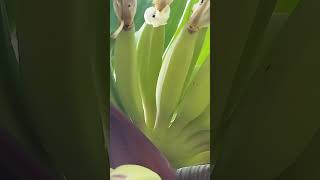 Baby banana pisang awak fruit plants [upl. by Gussman]