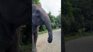 Feeding watermelons to hippos🍉🦛 shortsvideo [upl. by Acirfa53]