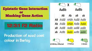 epistatic gene interaction  masking gene action conceptualgeneticsandbreeding [upl. by Jacey]