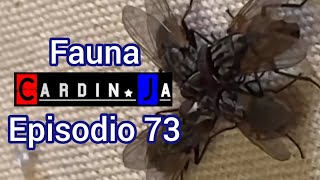 Fauna CardinJa Episodio 73 [upl. by Monahon]