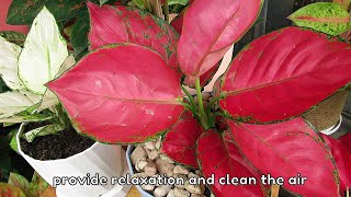 Red Aglaonema  Aglaonema Plant Care [upl. by Eirrot]