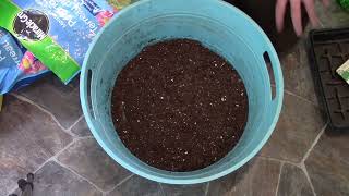 Planting onions with a Biochar seed mix [upl. by Eirrem]