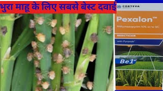 धान के भुरा माहू का रामबाण दवाईcorteva ka pexalon insecticidetriflumezopyrim10SCtheadvancekisan [upl. by Anirres307]