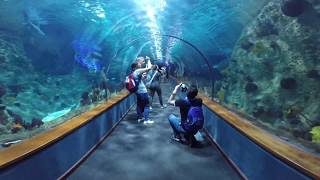 Parco Loro Park di Tenerife Gopro acquario squali shark pesci mare sea [upl. by Anawk]