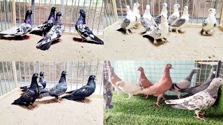 Fancy pigeon sale kabutar ki video Top quality pigeon kabootar breeding pairsuper pigeon [upl. by Ahseekat]