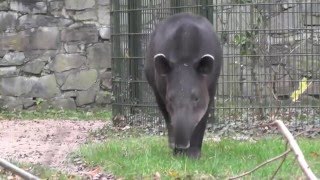 BairdTapir Fortbewegung [upl. by Odella925]