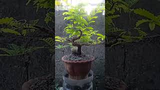 Tamarind bonsai update [upl. by Ashjian125]