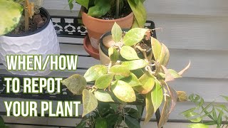 Repotting PlantsAn Easy Chore [upl. by Jarl]