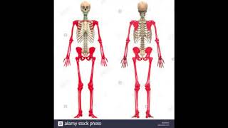 Sistema osteoarticular [upl. by Mesics]