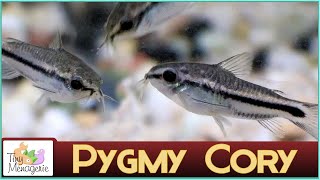 All About Pygmy Corydoras  Perfect Nano Catfish for Smaller Tanks [upl. by Kumler360]