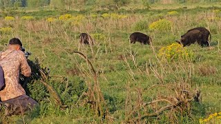 CAZA DE CHANCHOS CON PCP 🐷 mira esta caceria [upl. by Niveek177]