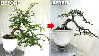 Can tamarind trees be made into bonsai Create a bonsai tamarind tree easily [upl. by Assiroc407]