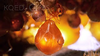 Honeypot Ants Turn Their Biggest Sisters into Jugs of Nectar  Deep Look [upl. by Naihs]