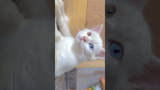 Cute cat arijitsingh cat [upl. by Chang]