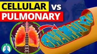 Cellular Respiration vs Pulmonary Respiration  Quick Explainer Video [upl. by Ancelin642]