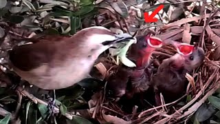 Yellowvented bulbul birds force children to eat locusts [upl. by Denna]