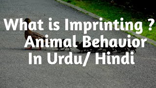 what is imprinting Animal Behaviorin urduHindi [upl. by Wesla40]