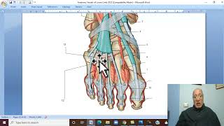 Musculoskeletal Module Anatomy of Lower Limb in Arabic 31  Dorsalis Pedis artery [upl. by Wills243]