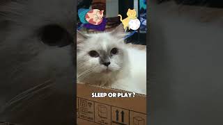 Cat tree or cardboard box Cat fast talk [upl. by Nylecaj]