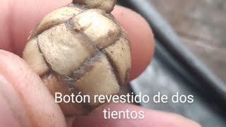 Botón revestido uno por uno de dos tientos [upl. by Maryrose]