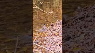 Robin Bath Time A Creekside Adventure shorts nature birds birdslover birdswatching [upl. by Sivla]