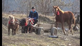 Poneii lui Dragos de la Rascruci Cluj  2019 Nou [upl. by Lifton]