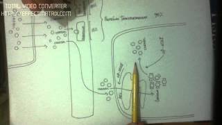 GLUCOCORTICOIDES 310 secrecion y transporte del cortisol 31 [upl. by Nadler]