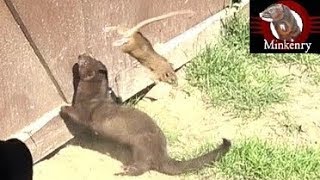 Mink and Dog Cleanup Backyard Rats [upl. by Ahsenauq]