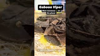 Gaboon Viper [upl. by Schonfeld]