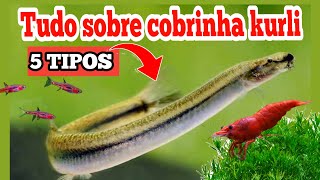 5 TIPOS DE COBRINHA KURLI  TUDO SOBRE ESSE PEIXE [upl. by Isej119]