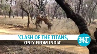 Watch Two Tigers engage in a fierce duel at an Indian wildlife sanctuary [upl. by Tami]