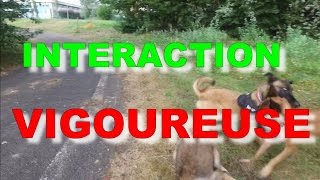 EXTRAIT MALINOIS INTERACTION VIGOUREUSE 8 [upl. by Edny]