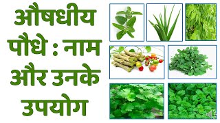 औषधीय पौधे और उनके उपयोग  Ayurvedic Plants  Medicinal Plants and Their Use  आयुर्वेदिक पौधे [upl. by Dolloff]