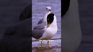 🦅 Discover the YellowBilled Albatross  Ruler of the Seas 🌊  NatureAndAnimals [upl. by Norac]