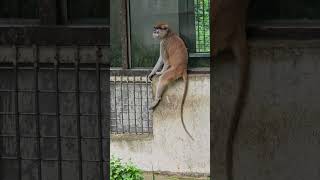 紅猴Patas MonkeyTaipei Zoo [upl. by Garnette]