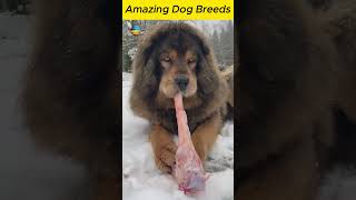 Amazing Dog Breeds facts viralshorts [upl. by Haet]