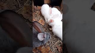 Кролики Горбушка на троих rabbitfood bunny rabbitry animals cute rabbitbreeds rabbit [upl. by Bertelli]