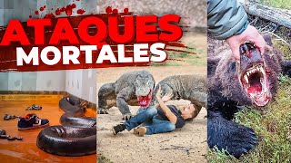 Los Ataques de Animales Más Brutales Jamás Registrados MARATON [upl. by Notecnirp245]