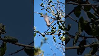 A female house finch naturelovers birds nature birdwatching birding [upl. by Townsend]