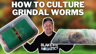 Live Food for Adult Fish AND Fry  How to Culture and Maintain Grindal Worms NO Soil [upl. by Boothe]